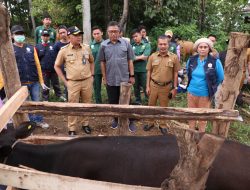 Jaga Produktifitas Peternak, Pemkab Bantaeng Vaksinasi PMK dan Penandaan Ribuan Ternak